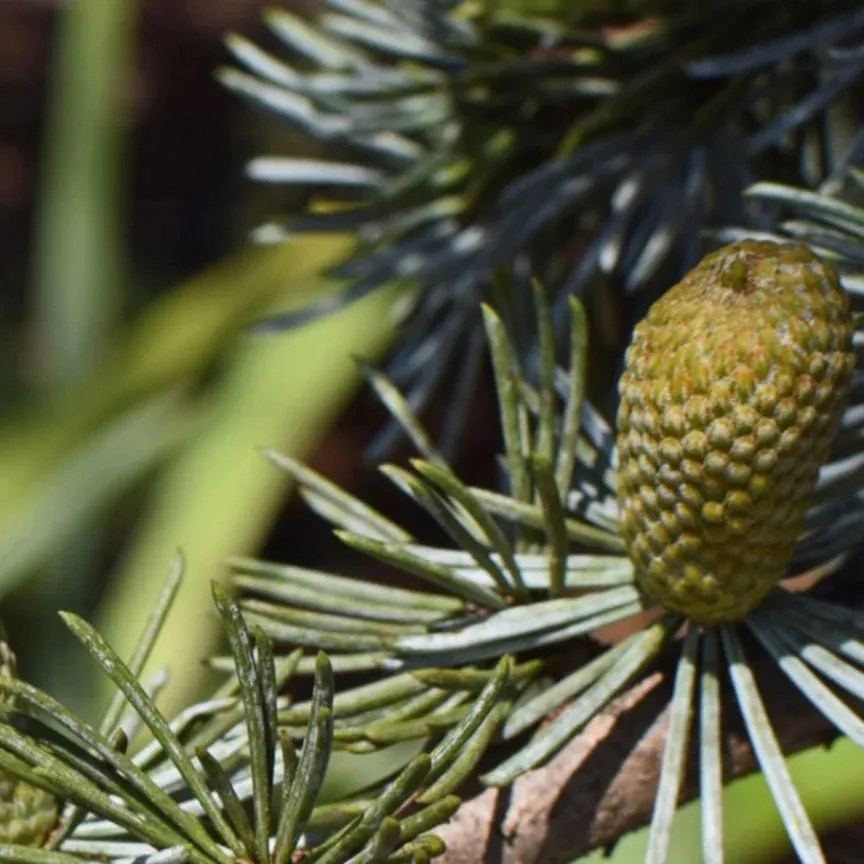 Aceite Esencial Abeto Negro - Imagen 2