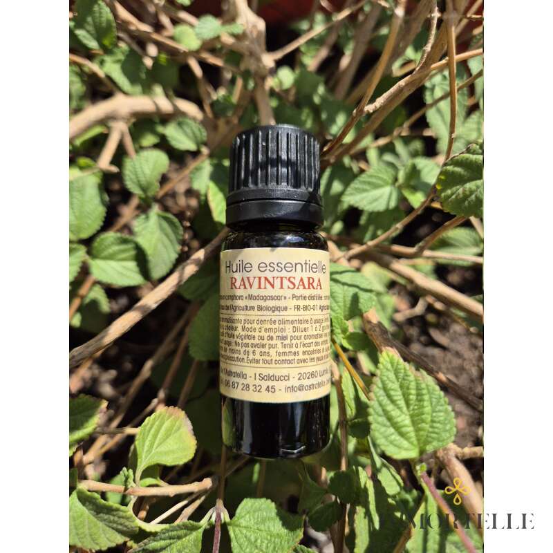 Aceite Esencial Ravintsara Qt 1,8 Cineol Orgánico