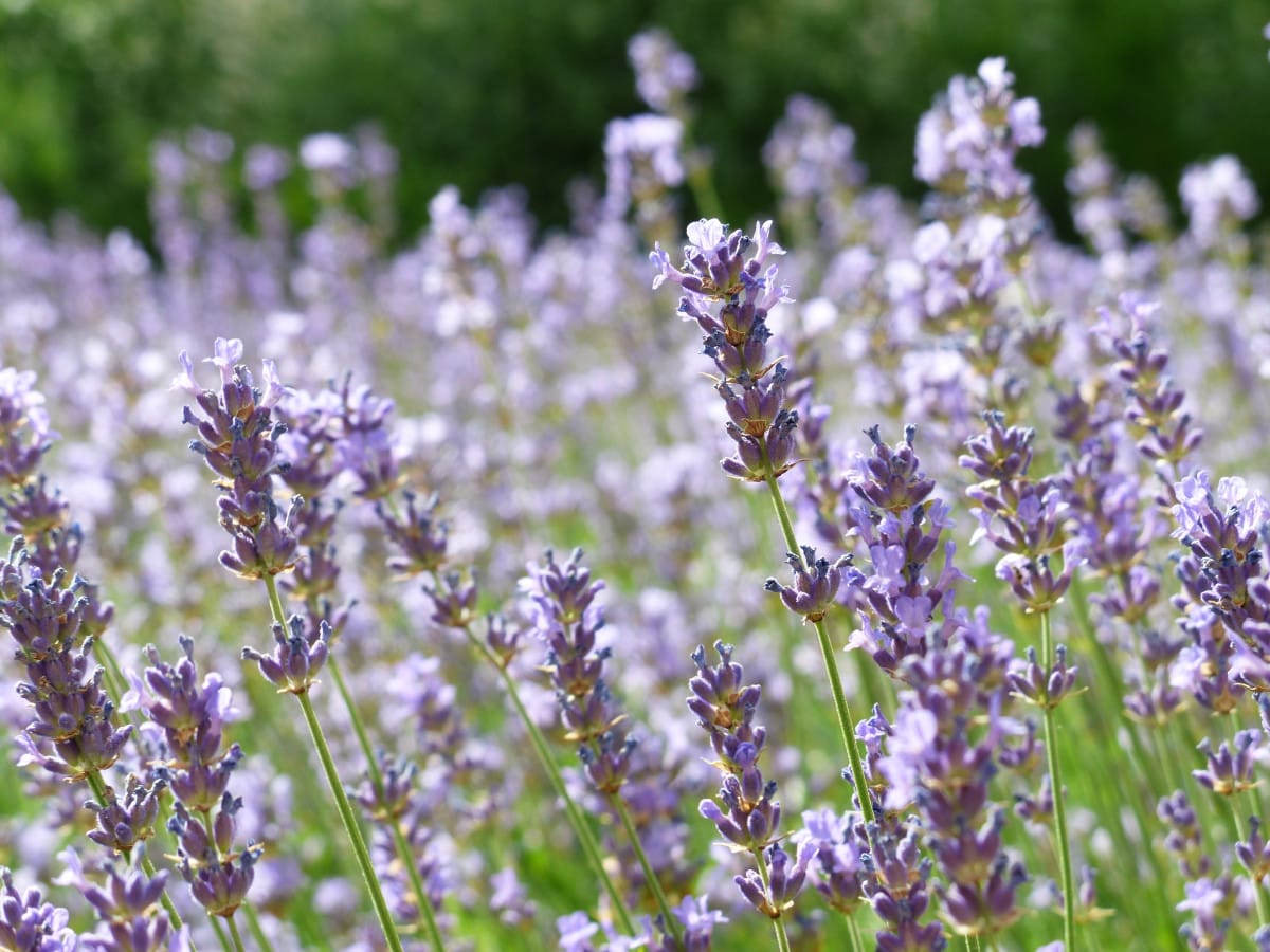 Aceite Esencial Lavanda Orgánico - Imagen 3
