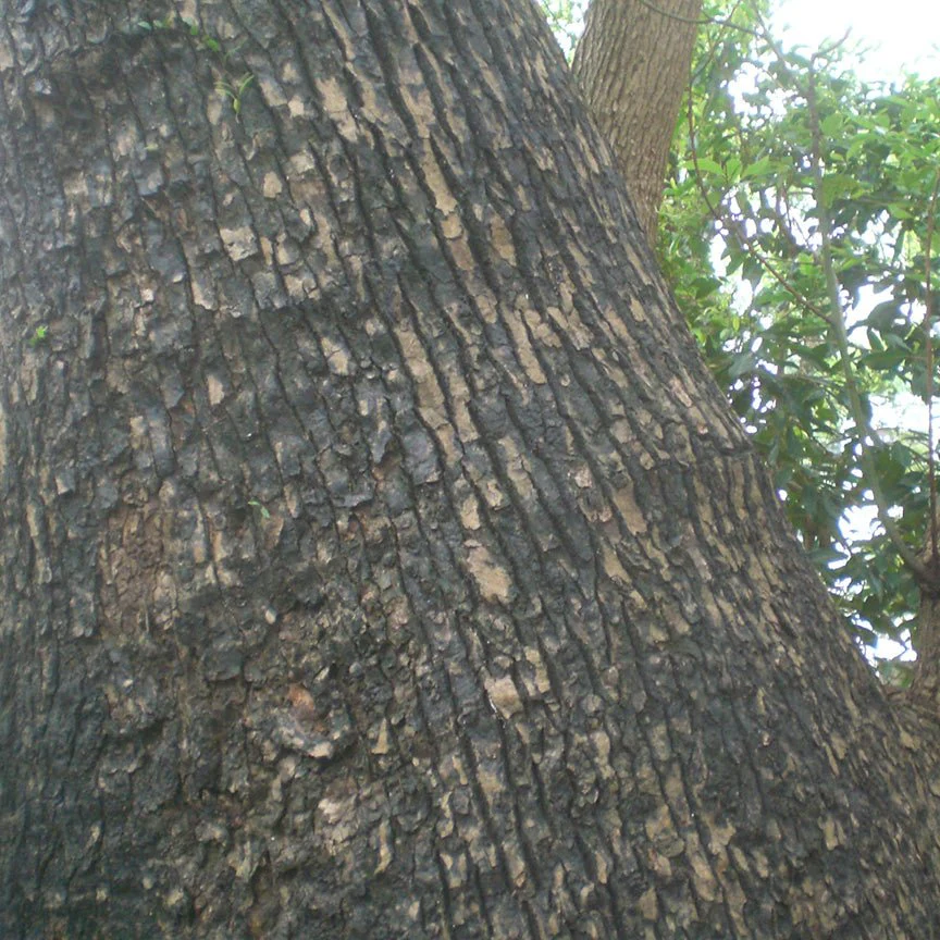 Aceite Esencial Palo de Ho Orgánico - Imagen 2