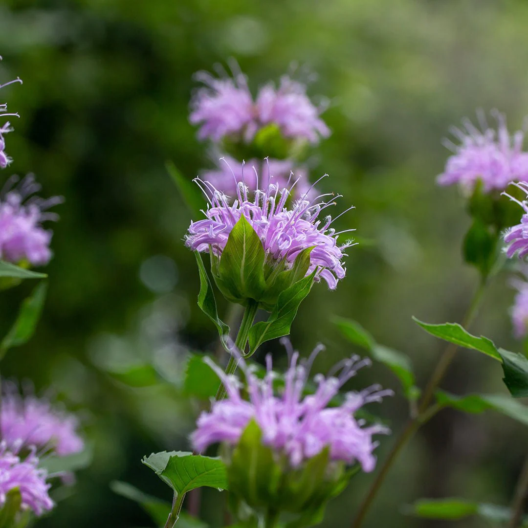 Aceite Esencial Monarda Aromatics International