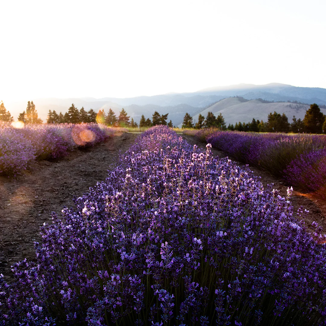 Aceite Esencial de Lavanda Artesanal Orgánico - Imagen 2
