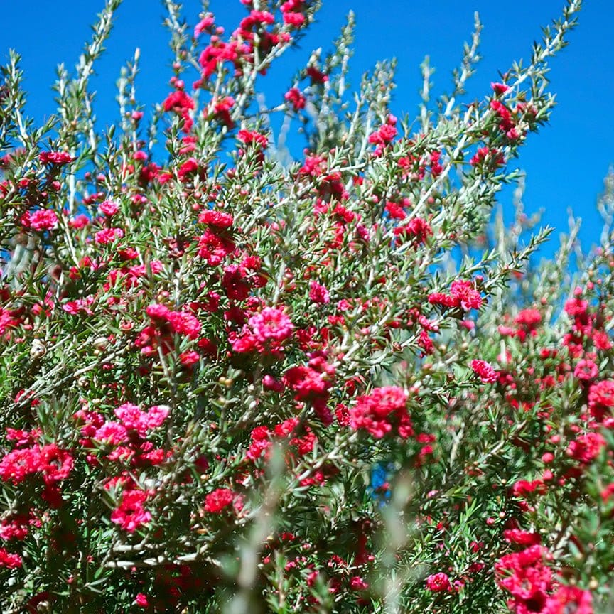 Aceite Esencial de Manuka - Imagen 2