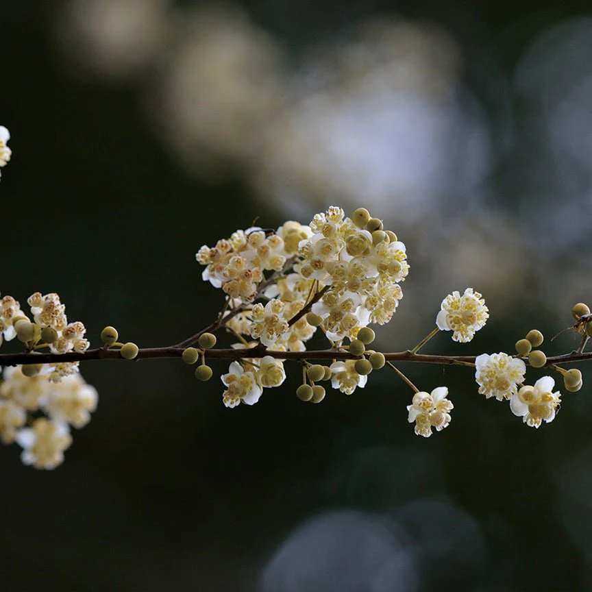 Aceite Esencial May Chang - Imagen 2