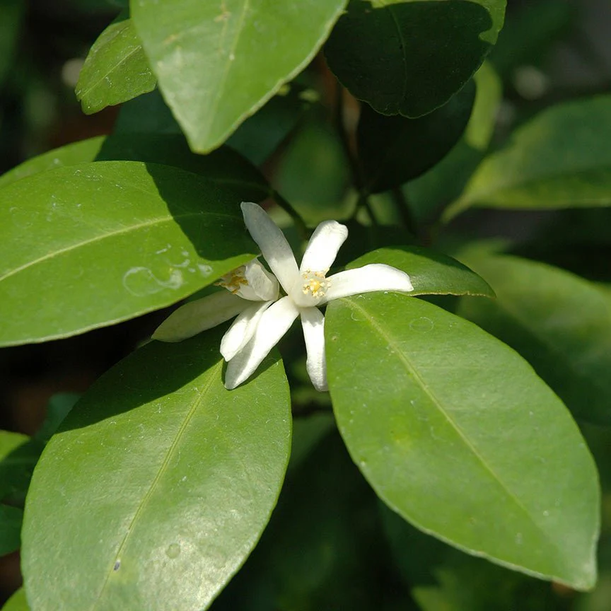 Aceite Esencial Neroli y Petitgrain Codestilación - Imagen 2