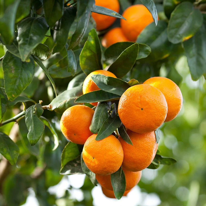 Aceite Esencial Naranja Dulce Orgánico - Imagen 2