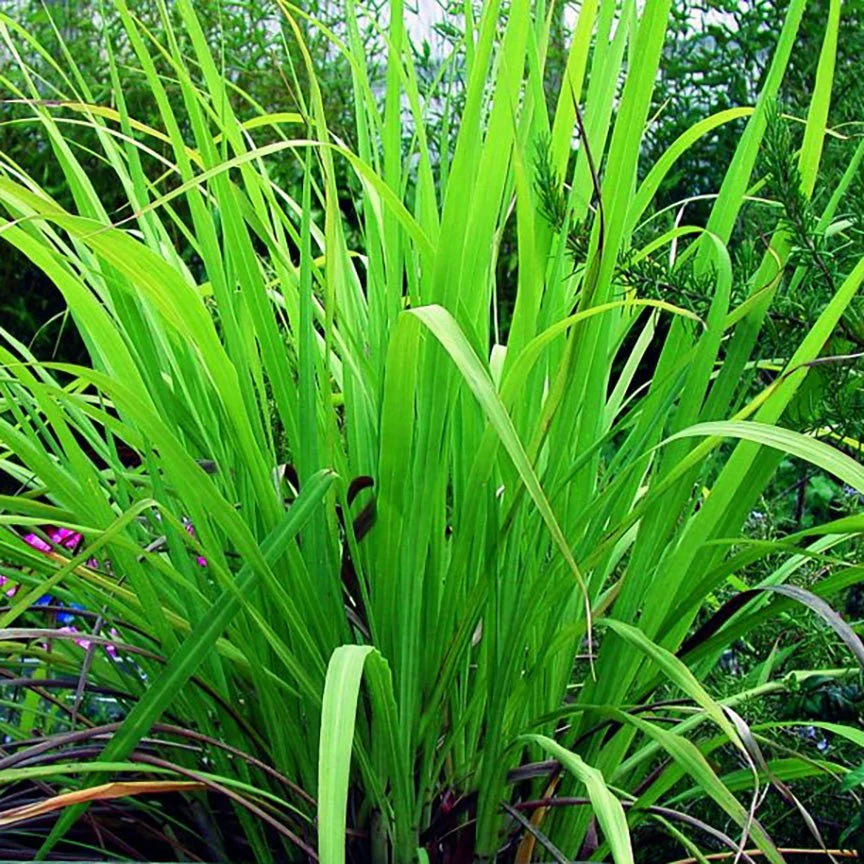 Aceite Esencial Palmarosa - Imagen 3