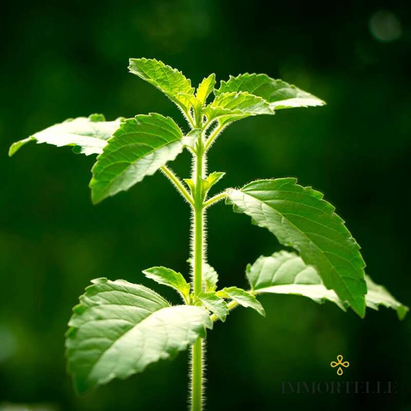 Aceite Esencial Tulsi o Albahaca Sagrada Aromatics International