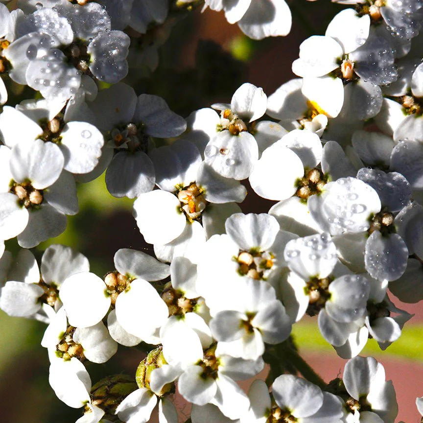 Aceite Esencial Milenrama Orgánico - Imagen 2