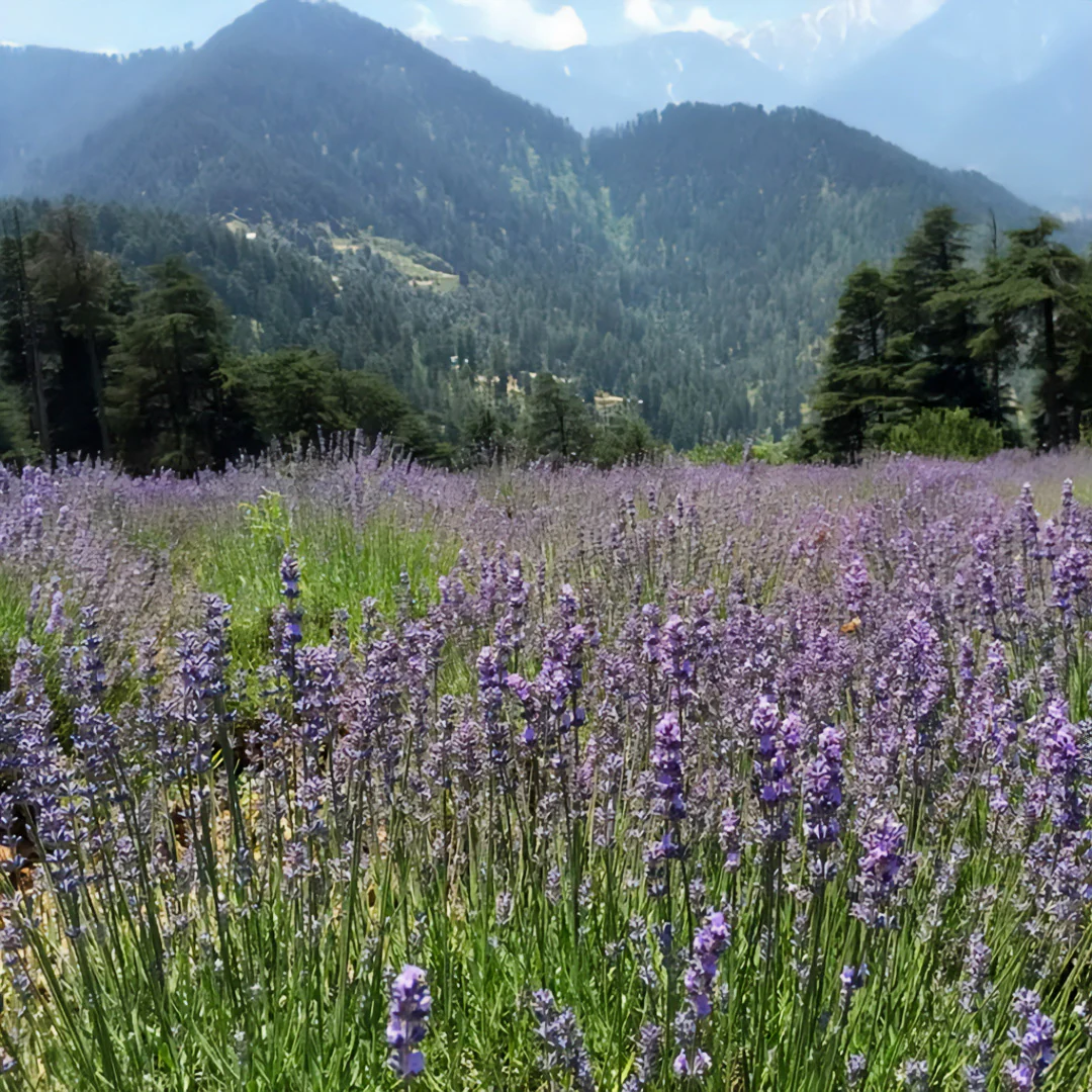 Aceite Esencial de Lavanda Kashmir - 30ml - Imagen 2