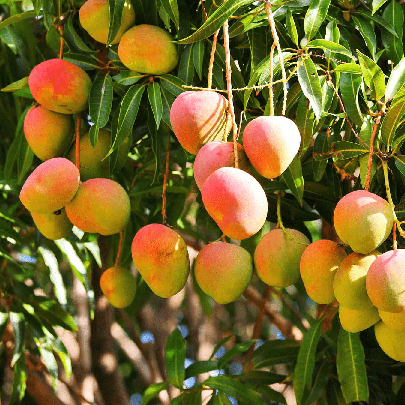Manteca de Mango - Imagen 2
