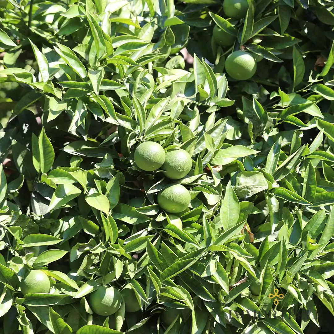 Bergamota