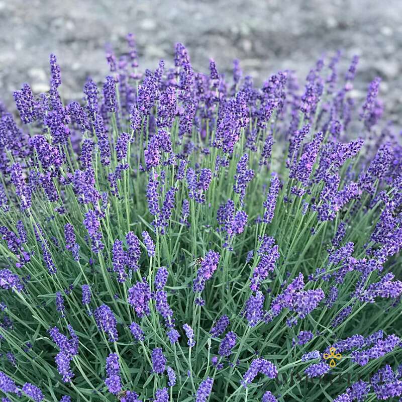 Lavanda