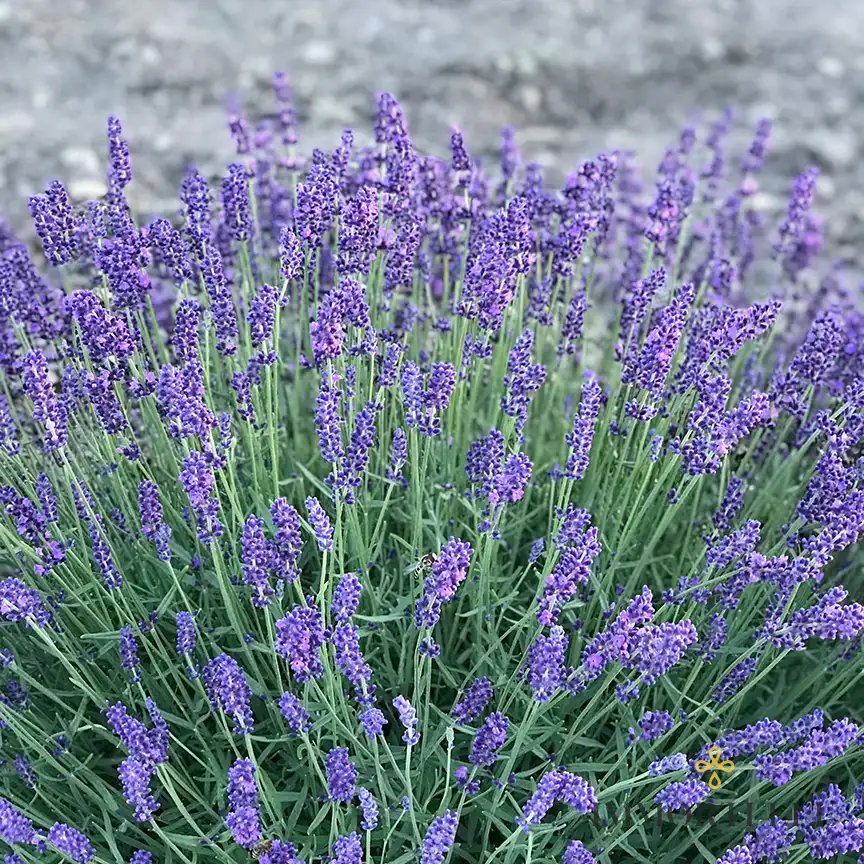 Lavanda