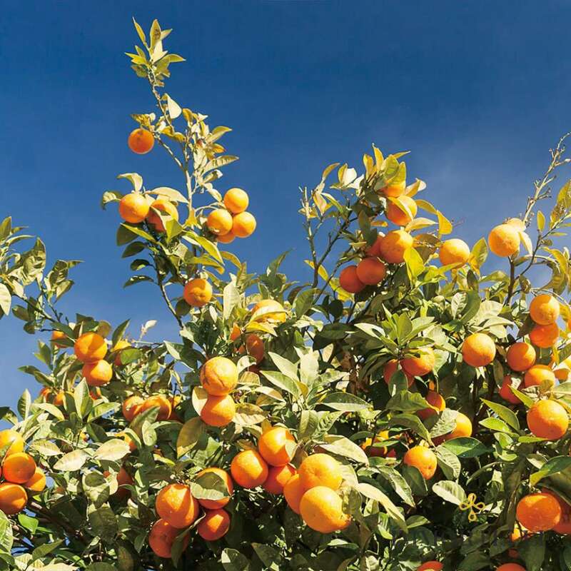 Naranja Salvaje
