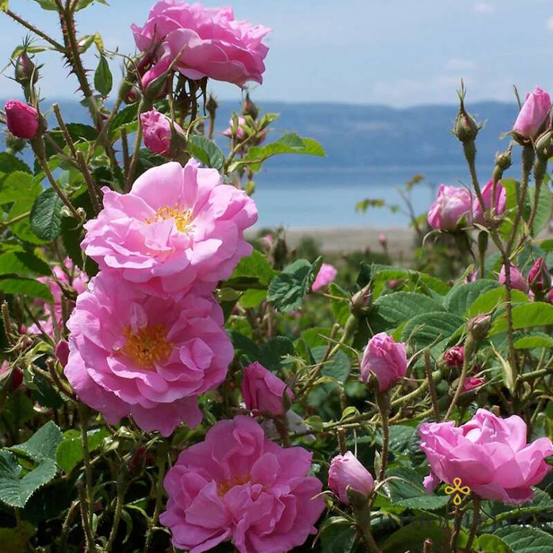 Rosa