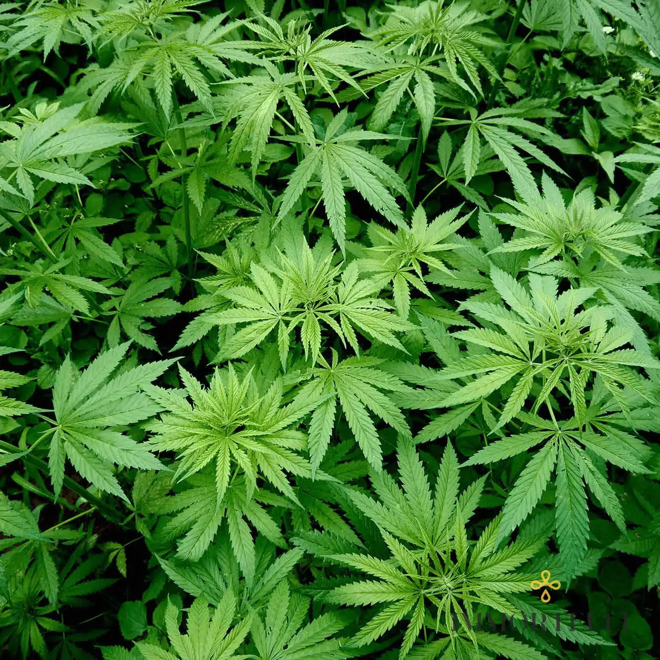 Aceite Vegetal de Semilla de Cáñamo Orgánico - Imagen 2