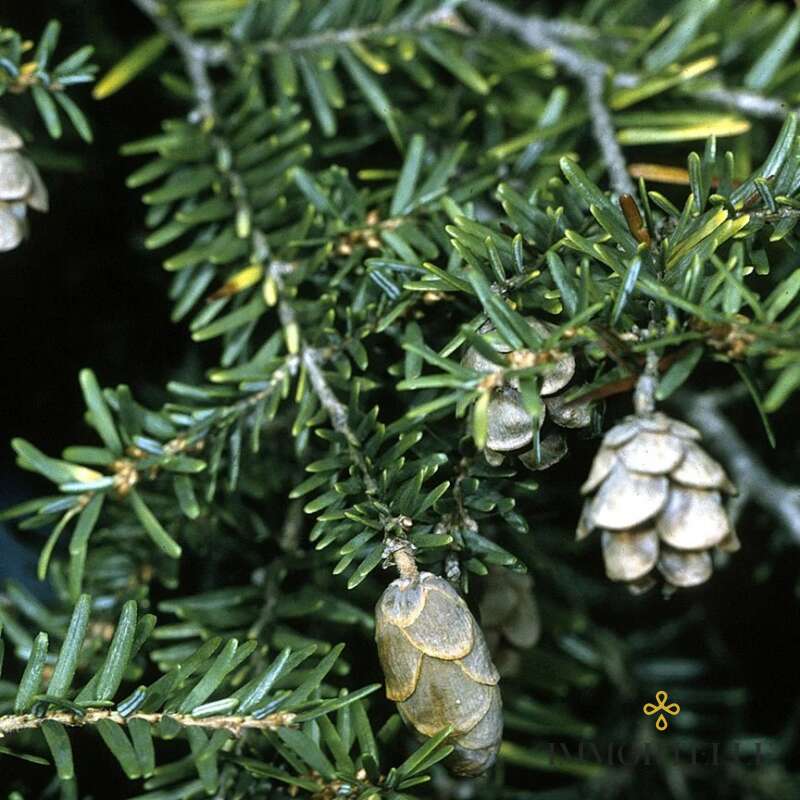 Aceite Esencial de Hemlock - Cicuta Aromatics International
