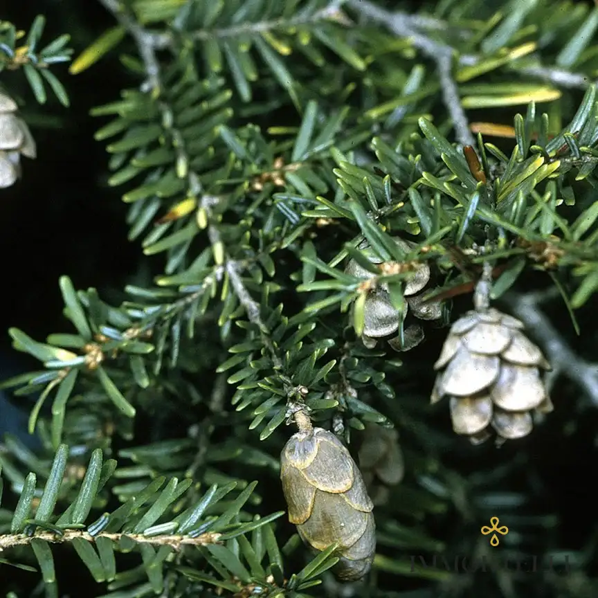 Aceite Esencial de Hemlock - Cicuta Aromatics International