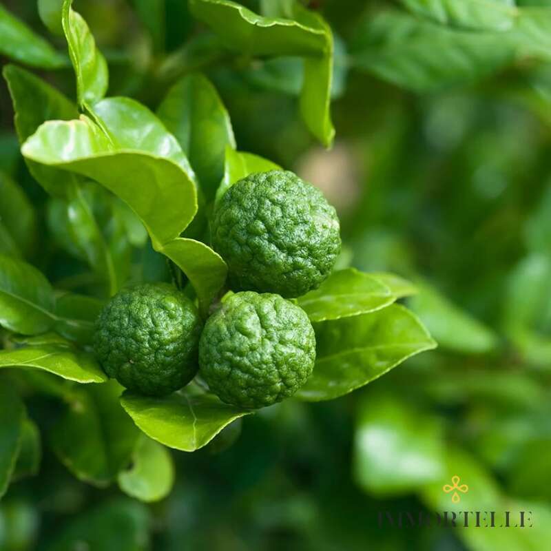 Aceite Esencial de Lima Makrut Aromatics International