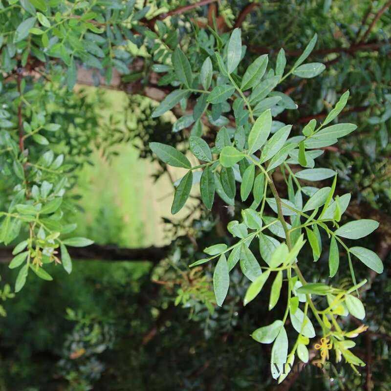 Aceite Esencial Lentisco Aromatics International