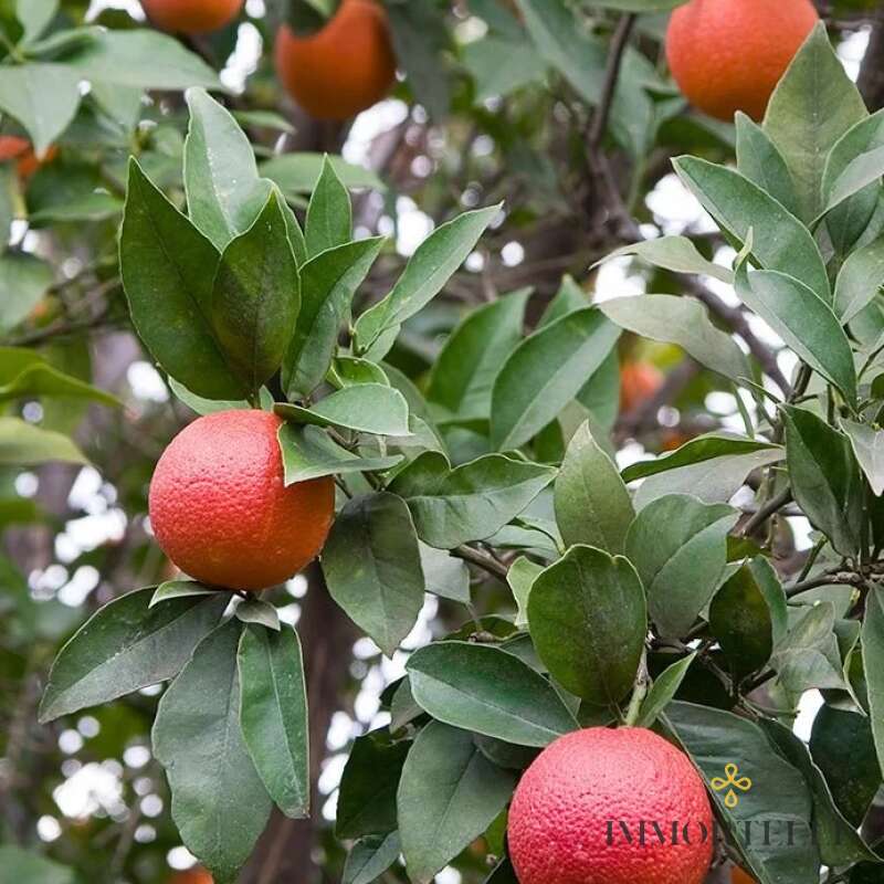 Aceite Esencial Naranja Sanguinea Orgánico Aromatics International