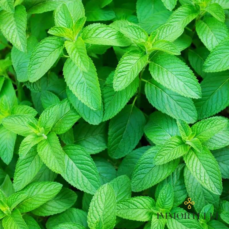 Aceite Esencial Menta Verde Spearmint Aromatics International